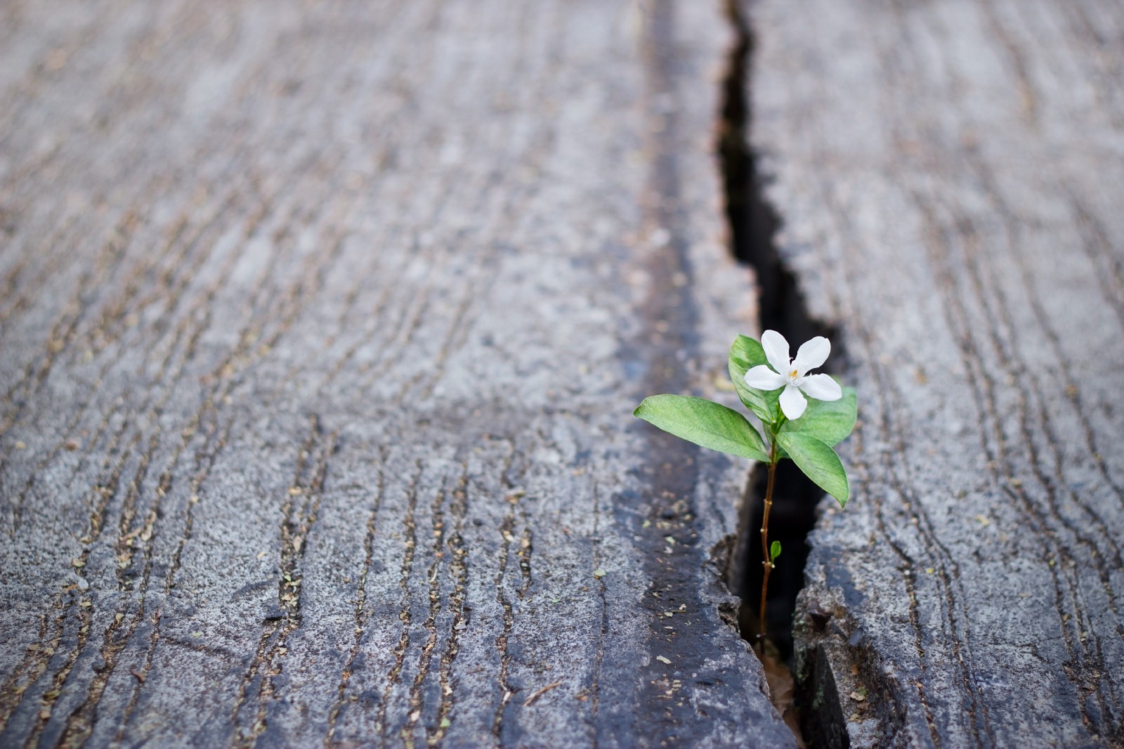 flower growing
